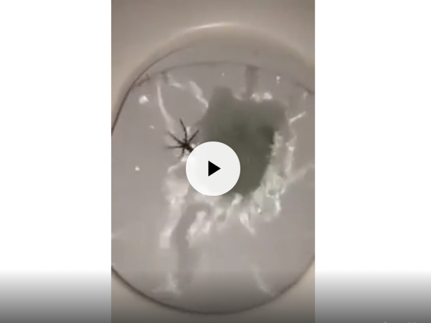 10 Videos That Will Give An Honest “WTF” Reaction