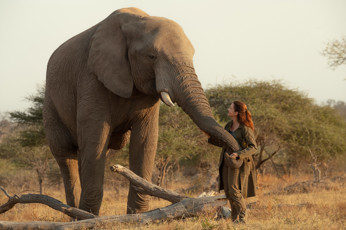 Слоны в дикой природе. Африканский слон, самец.