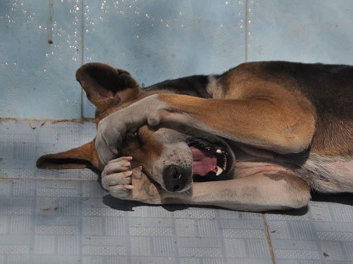 Get Your Pet To The Vet If They Do This