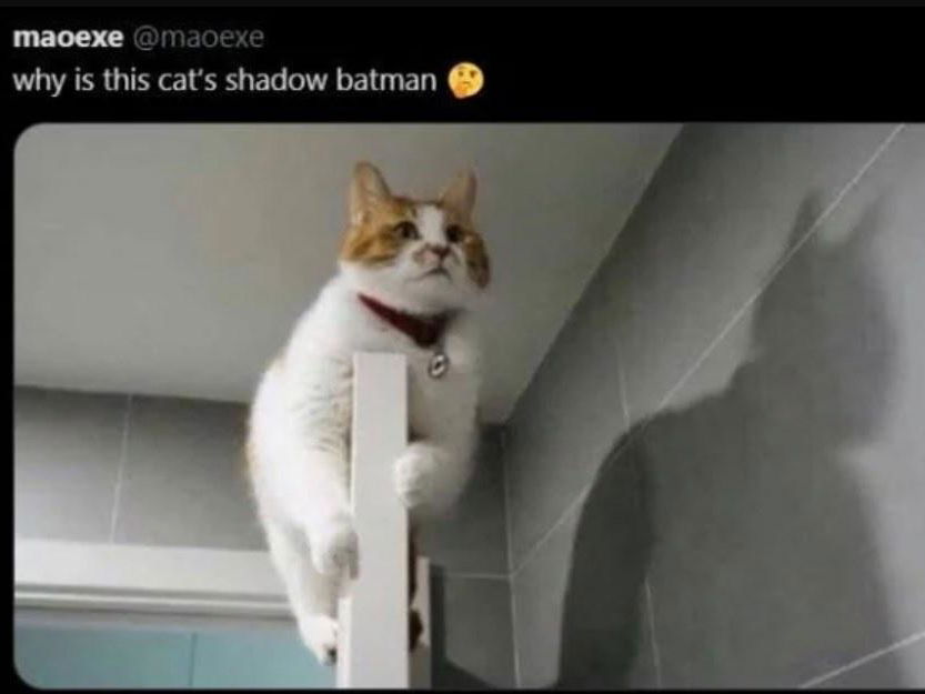 Funny and Relatable Cat Owner Tweets