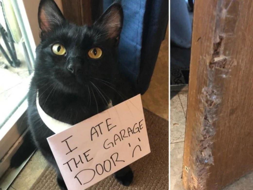 Naughty Pets That Got Into Trouble