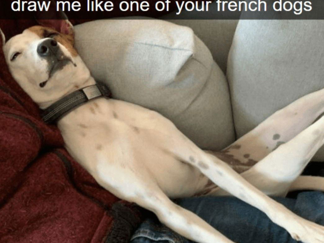 Dogs That Got Weird for the Camera