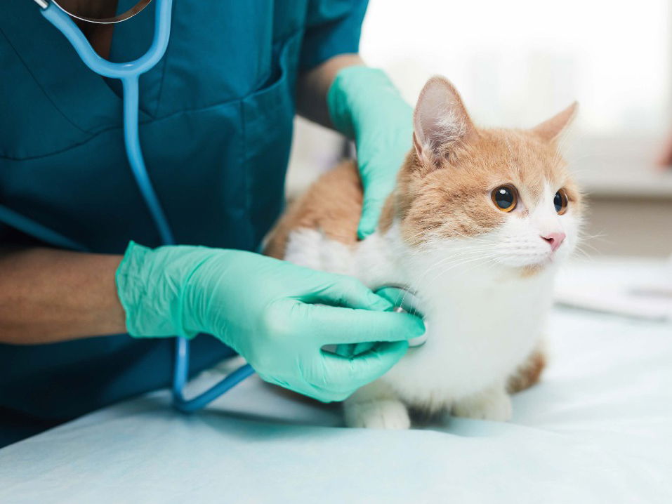 14 Jobs That People Love The Most To Do