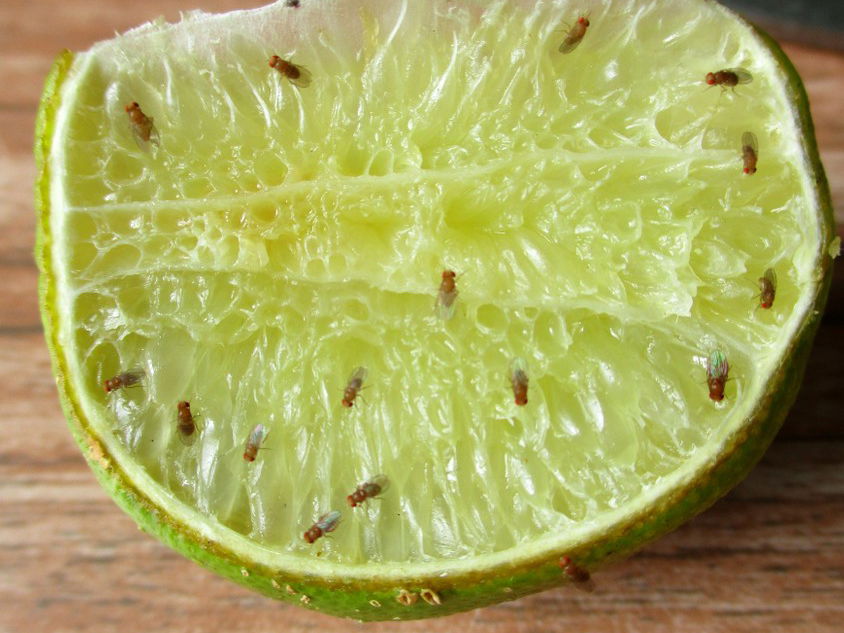 Sigue estos consejos caseros para prevenir y eliminar las moscas de fruta