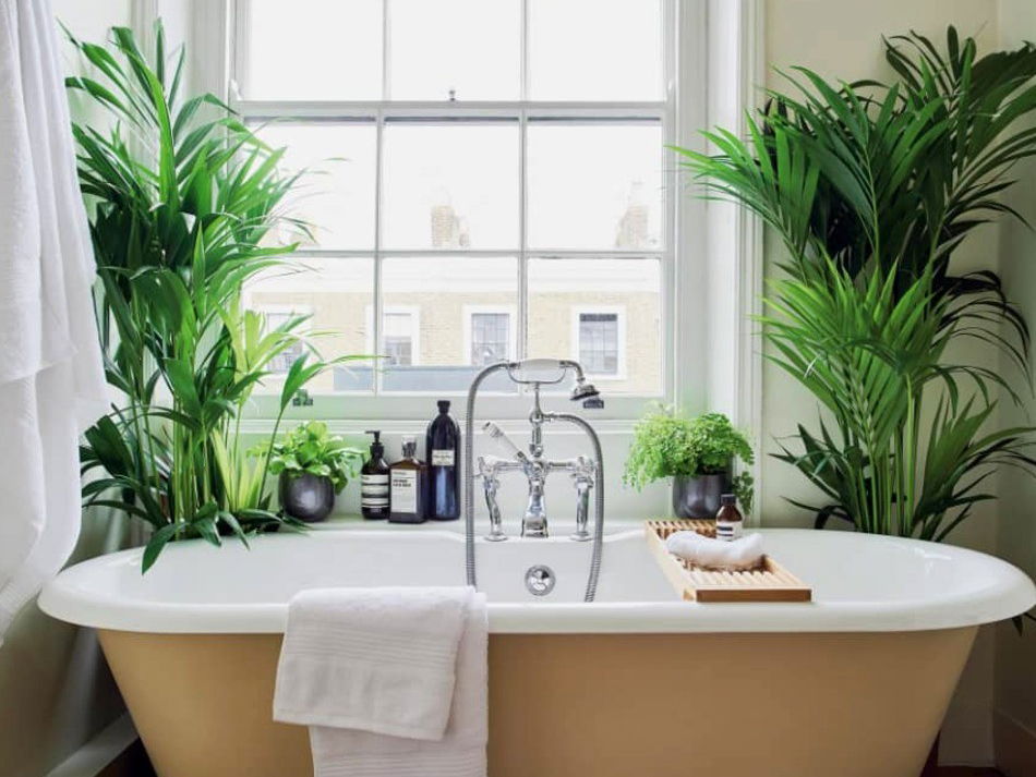 10 Best Houseplants for Your Bathroom