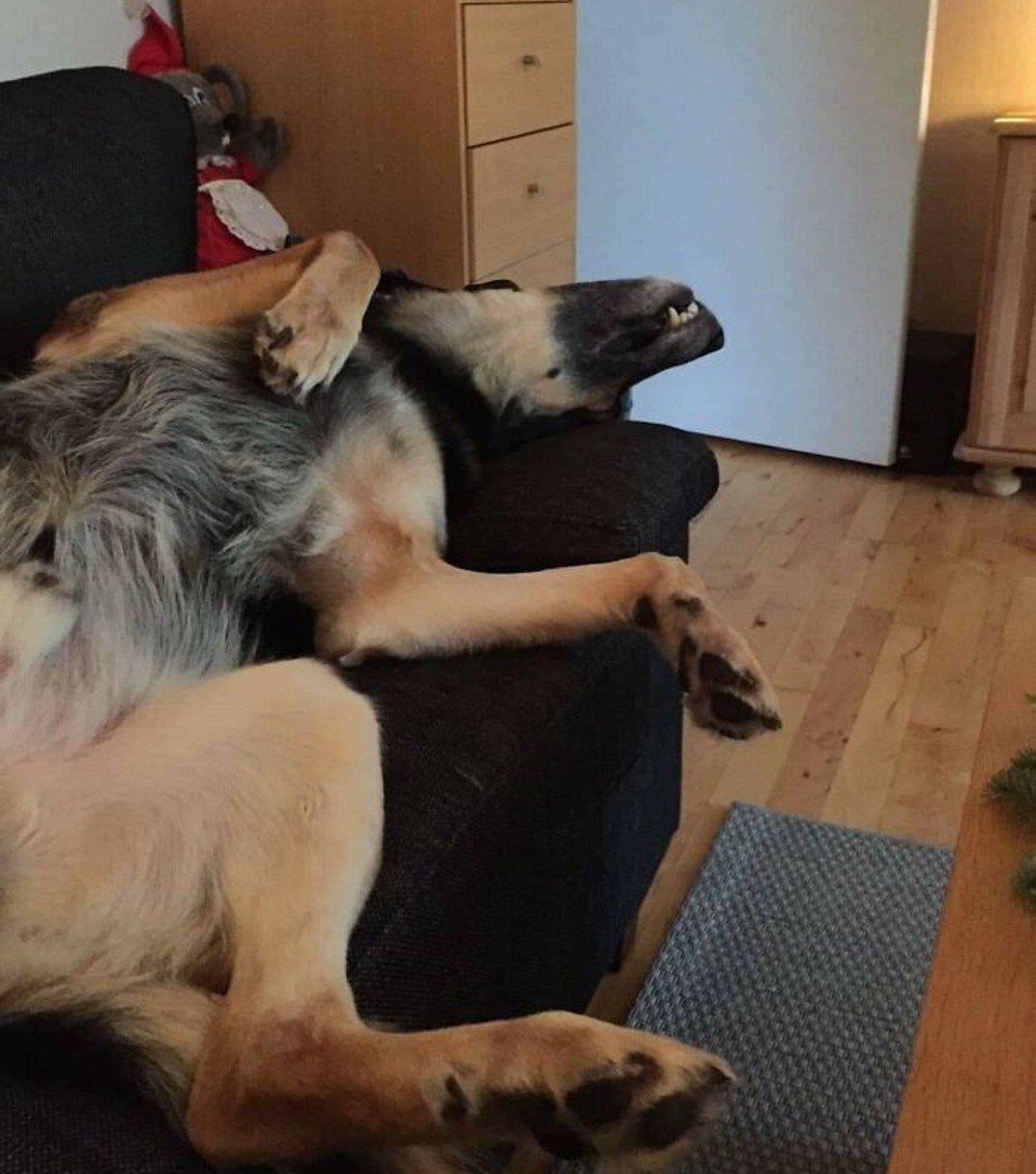 14 Silly and Loveable Dog Photos For Your Viewing Enjoyment