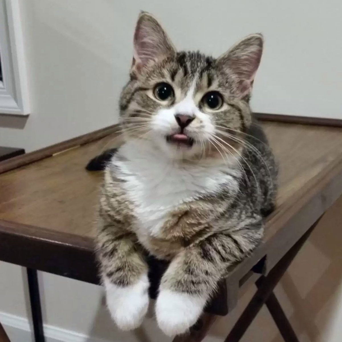 15 Cats Are Sticking Their Tongues Out At You… And For Good Reason!