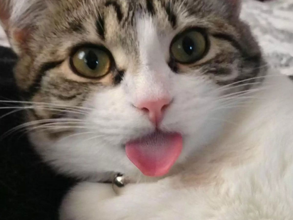 15 Cats Are Sticking Their Tongues Out At You… And For Good Reason!