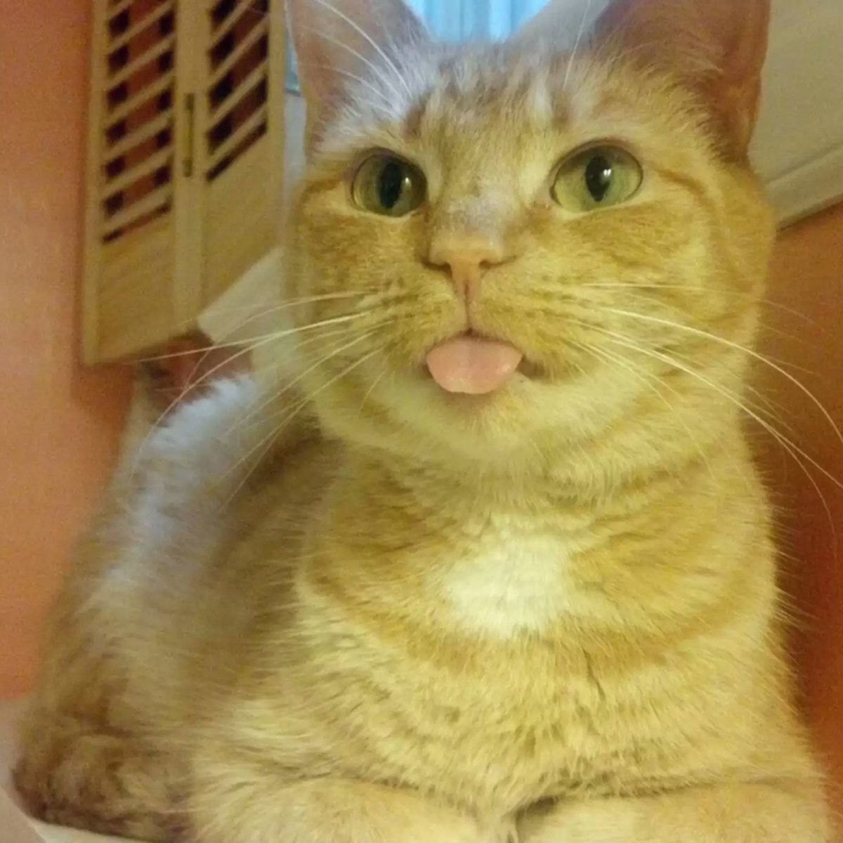 15 Cats Are Sticking Their Tongues Out At You… And For Good Reason!