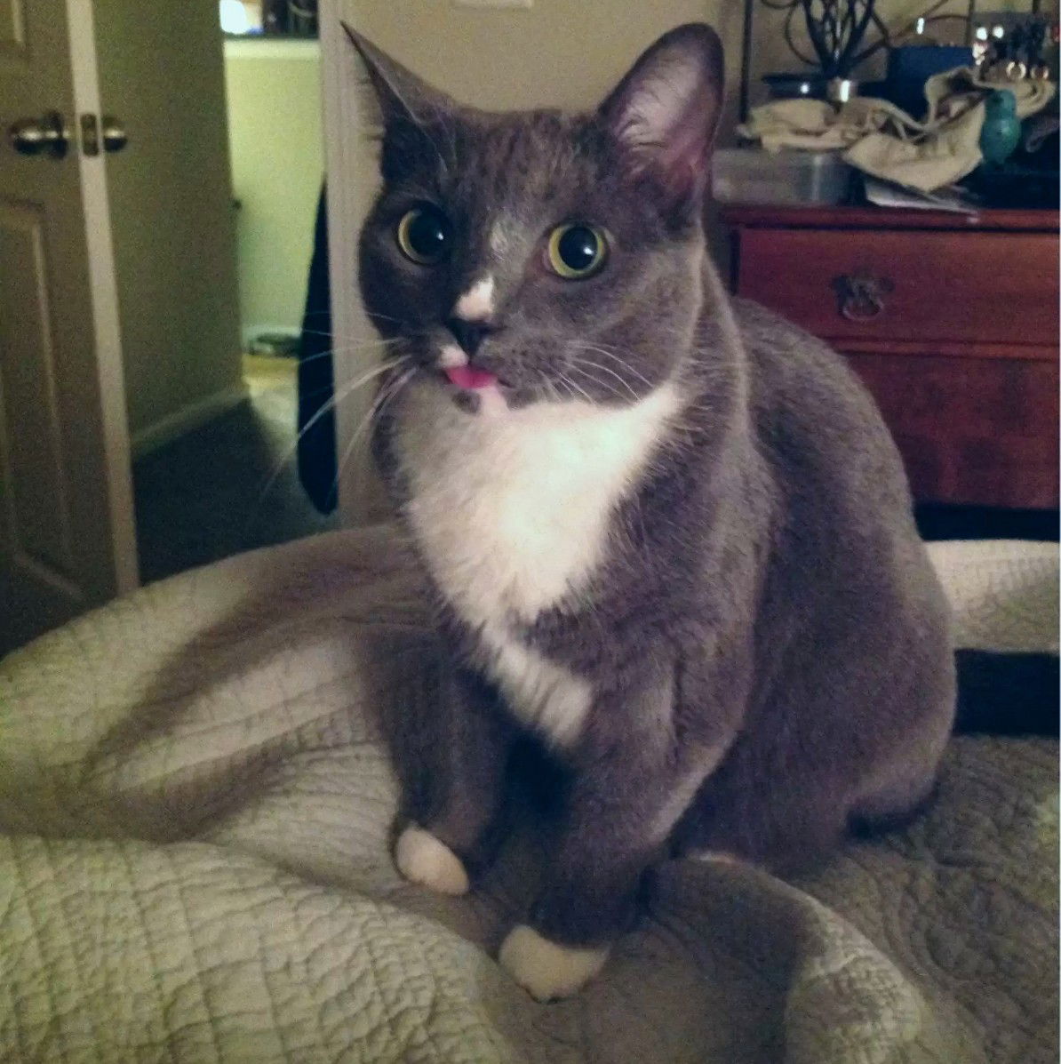 15 Cats Are Sticking Their Tongues Out At You… And For Good Reason!