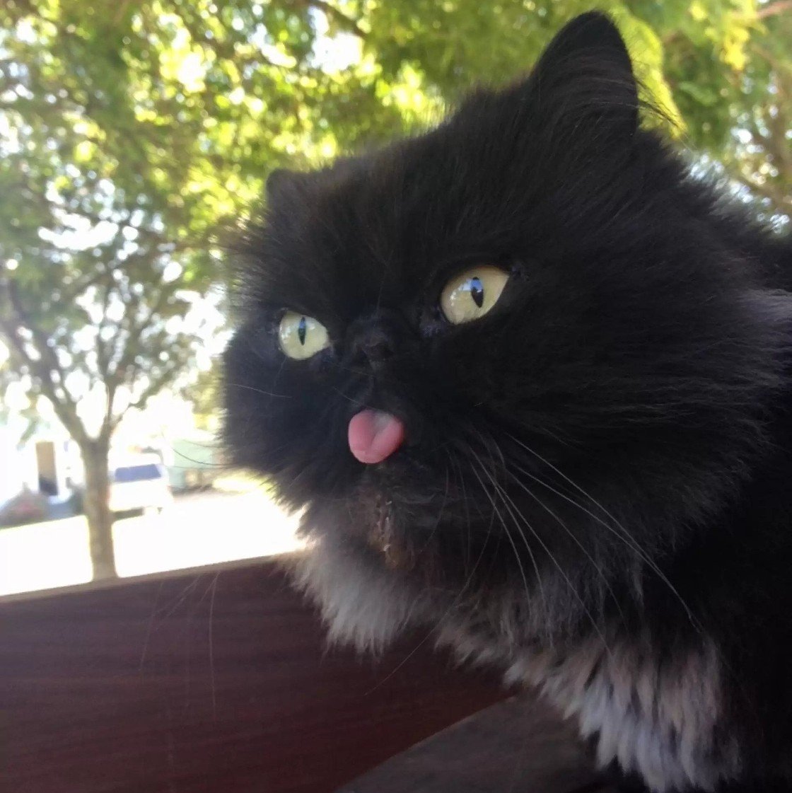 15 Cats Are Sticking Their Tongues Out At You… And For Good Reason!