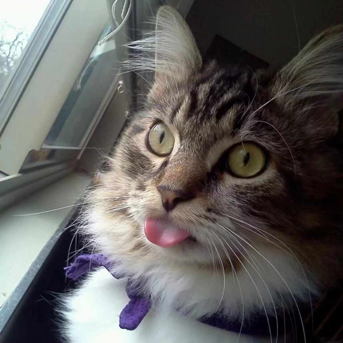 15 Cats Are Sticking Their Tongues Out At You… And For Good Reason!