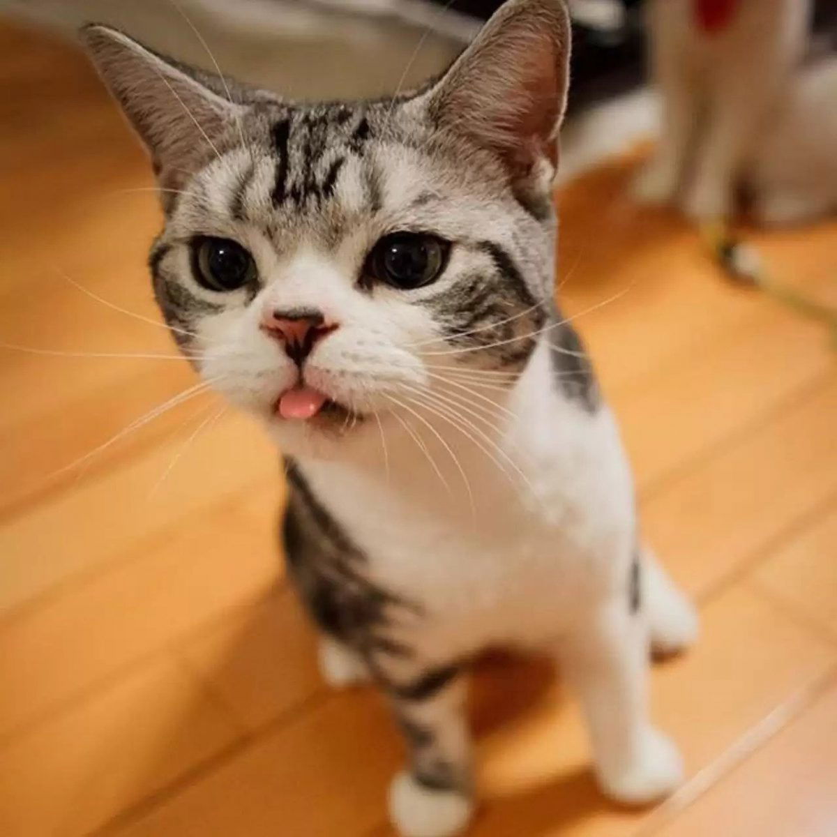 15 Cats Are Sticking Their Tongues Out At You… And For Good Reason!