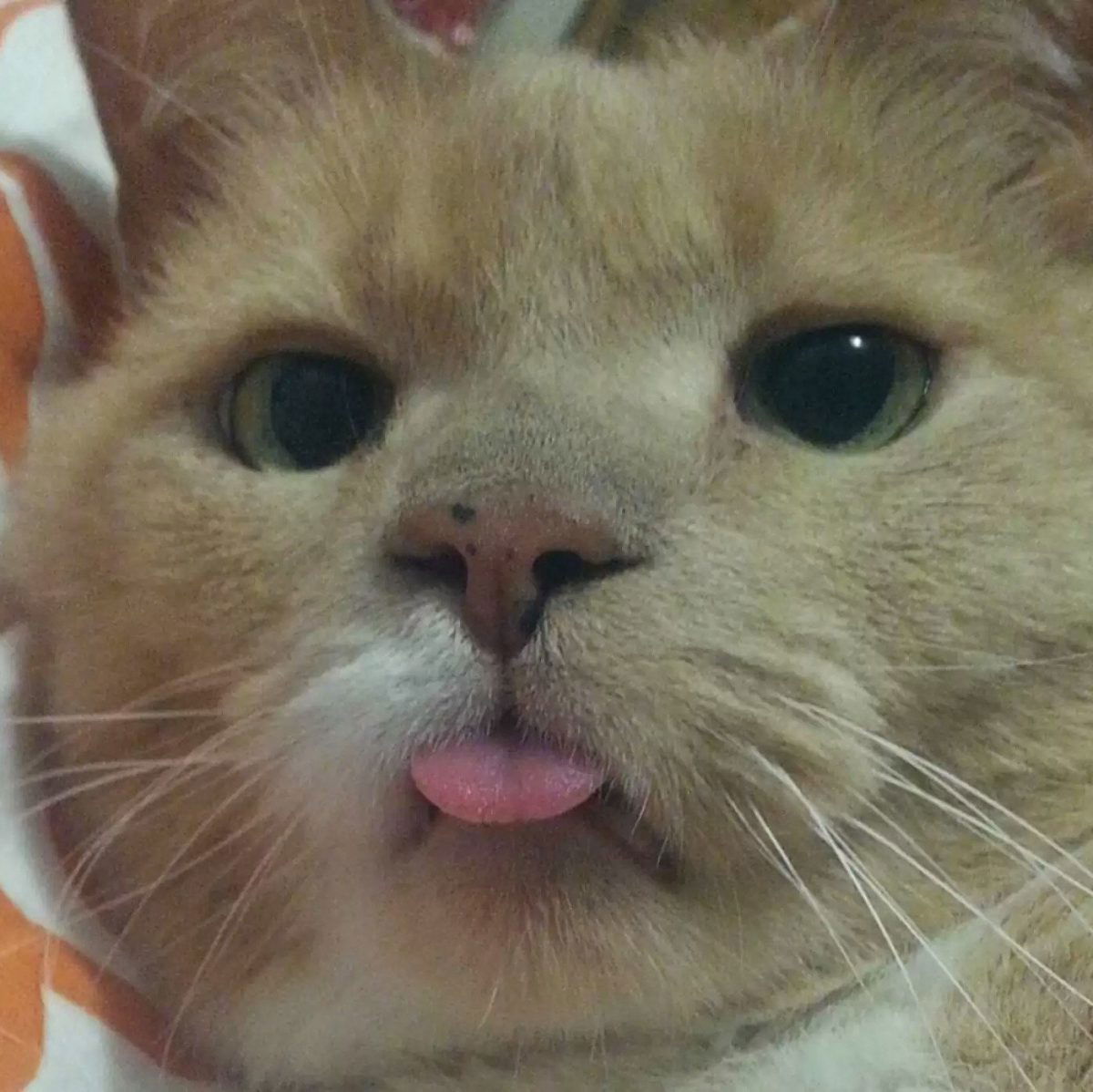 15 Cats Are Sticking Their Tongues Out At You… And For Good Reason!