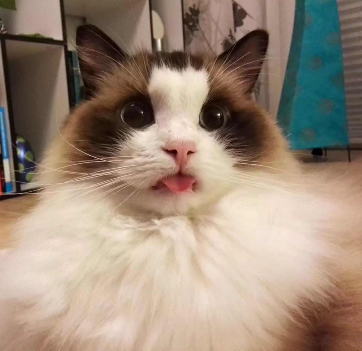15 Cats Are Sticking Their Tongues Out At You… And For Good Reason!