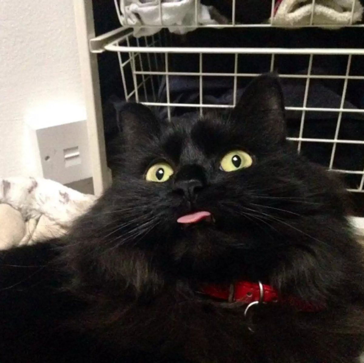 15 Cats Are Sticking Their Tongues Out At You… And For Good Reason!