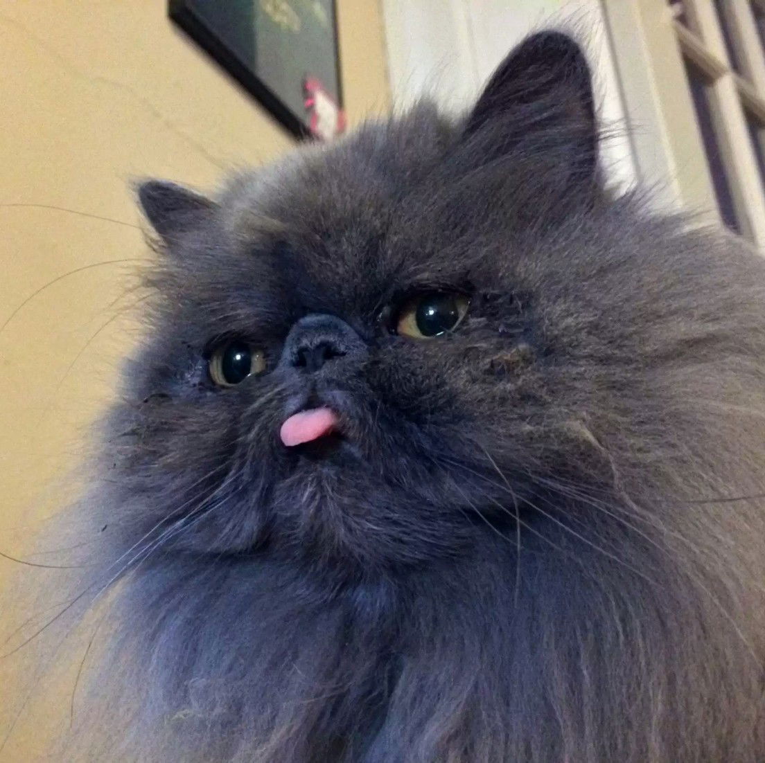 15 Cats Are Sticking Their Tongues Out At You… And For Good Reason!