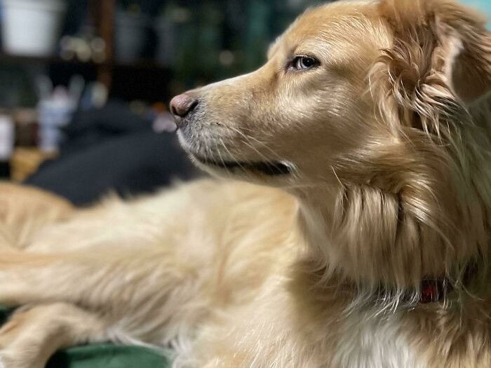 14 Silly and Loveable Dog Photos For Your Viewing Enjoyment