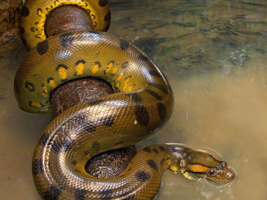 Meet the 33-foot-long Anaconda and Learn Some Facts About the World’s Largest Breed of Snakes