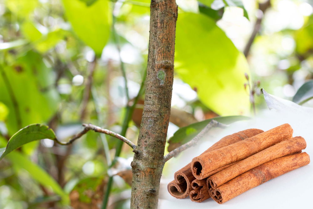 Tree, Cinnamon, Food, Ingredient