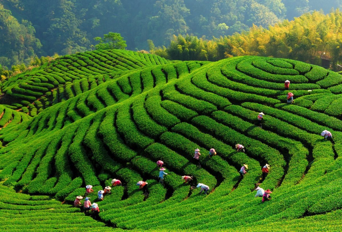 Taiwan Tea Farm, Plant, Plant community, Green, Botany, Natural landscape, Highland, Vegetation, Grass