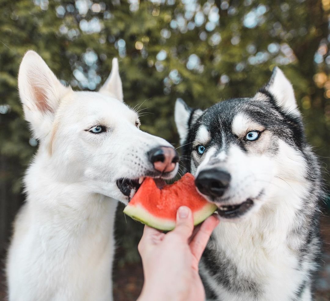 Sakhalin Husky, Dog, Dog breed, Carnivore