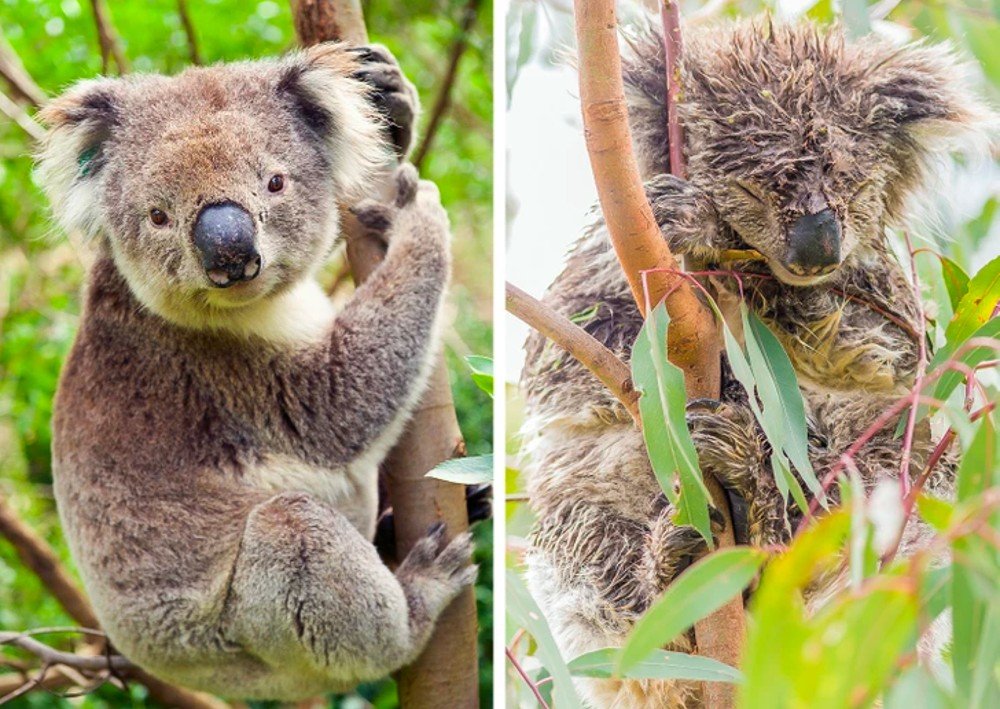 Wet Koala, Plant, Green, Organism, Carnivore
