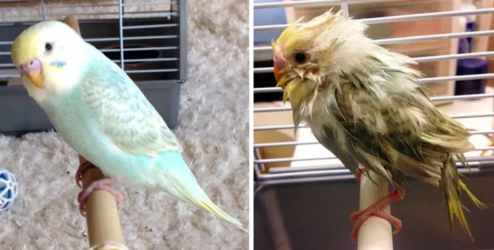 Common Pet Parakeet, Bird, Beak, Organism, Feather