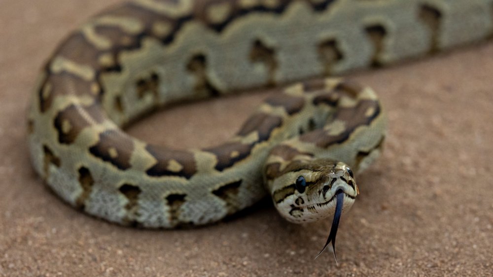Boa Constrictor, Snake, Reptile, Scaled reptile