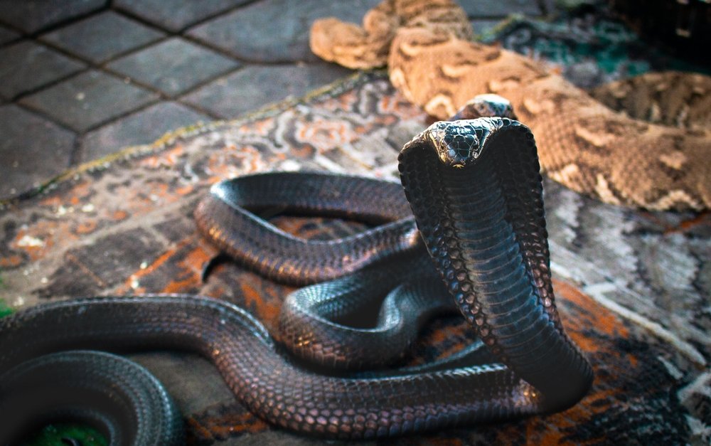 Zoo Zagreb, Snake, Scaled reptile