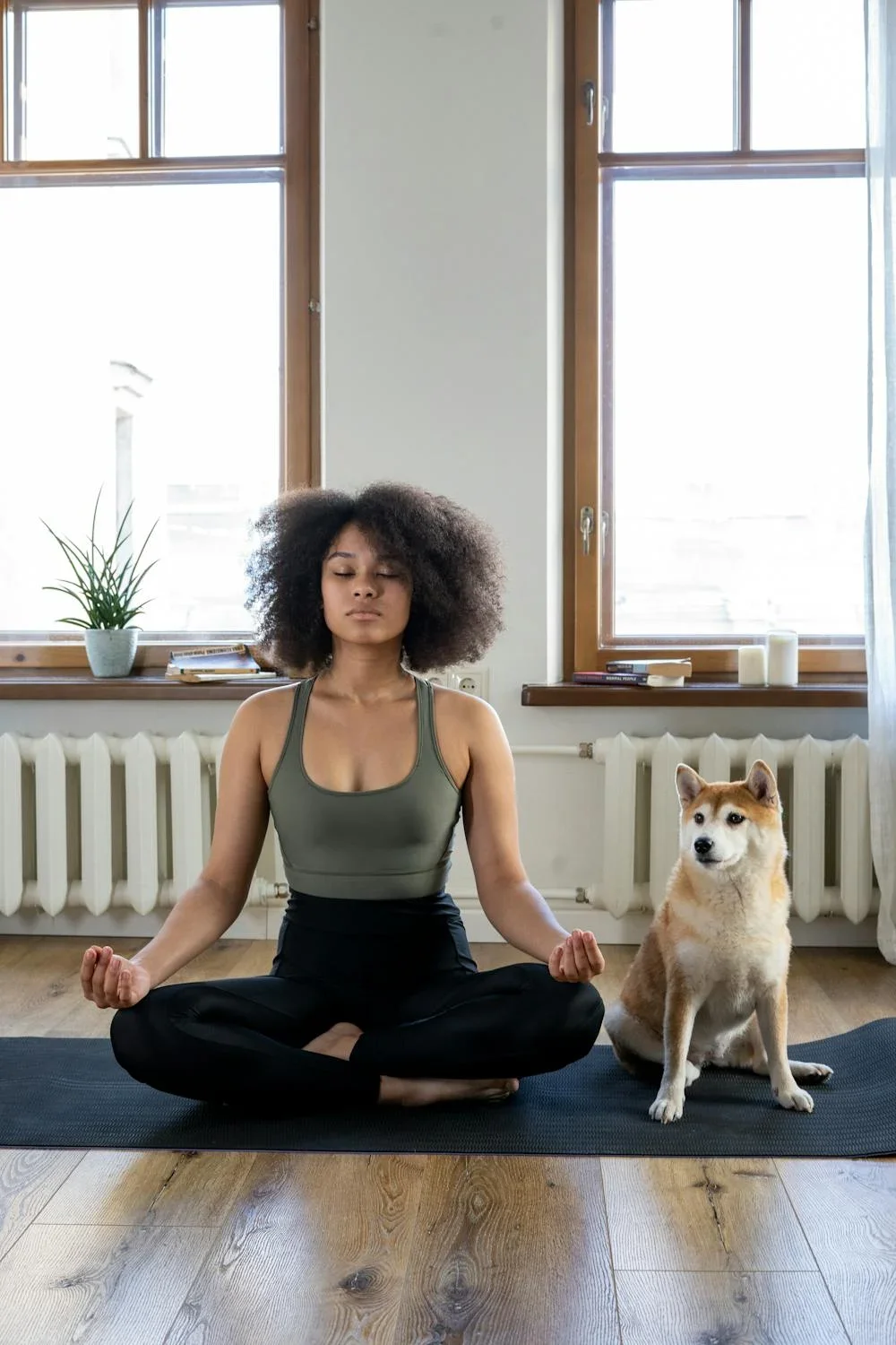 Best Time To Meditate, Plant, Window, Dog, Wood