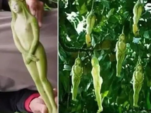 When Nature Gets Creative: The Fascinating World of Shaped Fruits