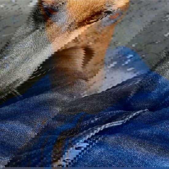 Si tu perro no deja de olfatear ahí, podría significar algo que nunca esperaste