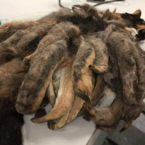 Agobiado por años de abandono, el rescate de este gato te romperá el corazón