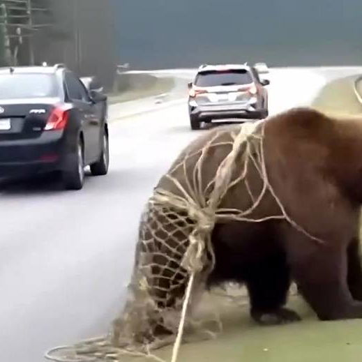 Arriesgué mi vida para liberar a un oso de una red. Lo que pasó después me puso la piel de gallina