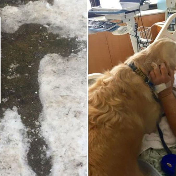 10 Incredible Dogs That Saved Human Lives