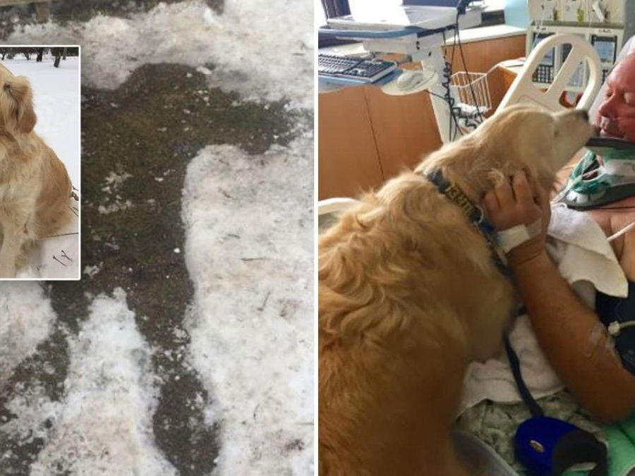 10 Incredible Dogs That Saved Human Lives